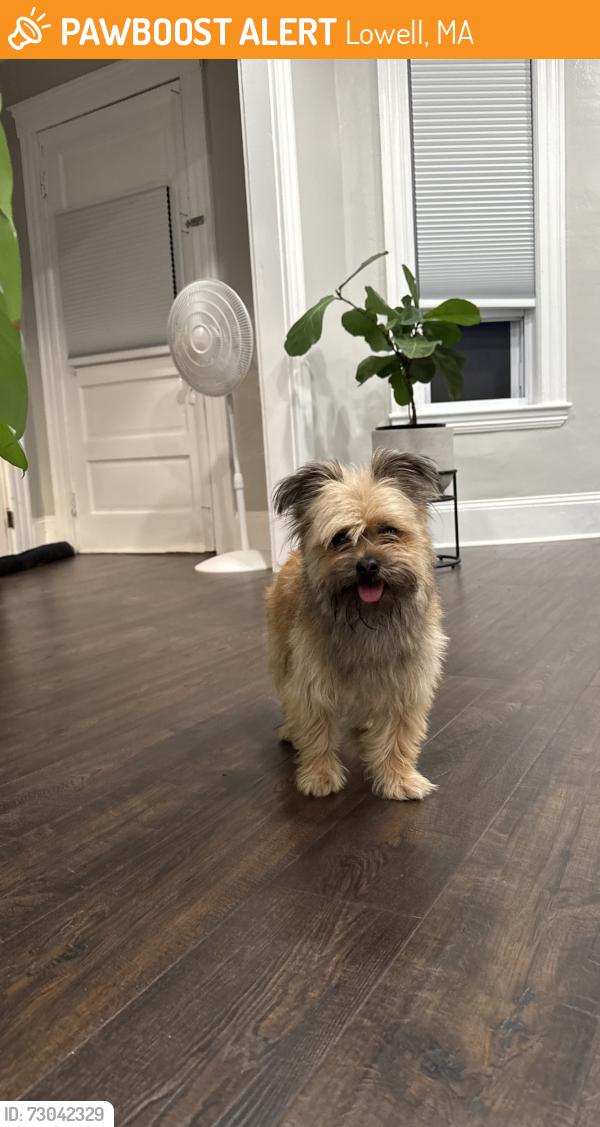 Found/Stray Unknown Dog last seen Highlands, Lowell, MA 01851