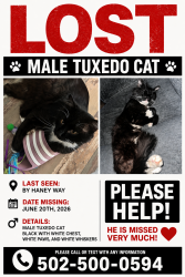 Lost Male Cat last seen Neptune way, Louisville, KY 40272