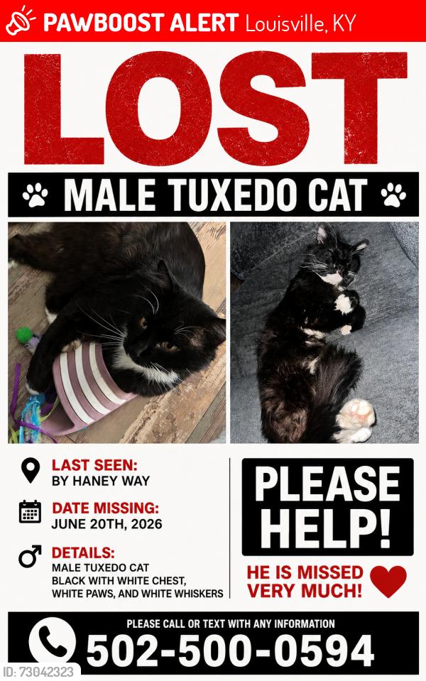 Lost Male Cat last seen Neptune way, Louisville, KY 40272