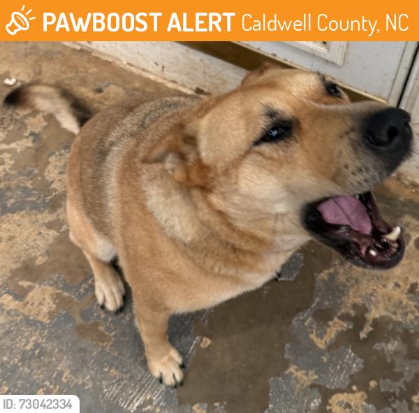 Found/Stray Female Dog last seen Pisgah church road and Abington road, Caldwell County, NC 28645