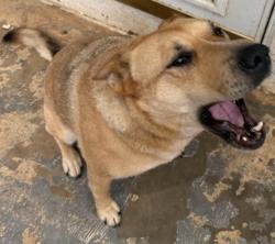 Found/Stray Female Dog last seen Pisgah church road and Abington road, Caldwell County, NC 28645
