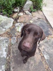Found/Stray Male Dog last seen Nick A Jack Trail Head , Lookout Mountain, GA 30750