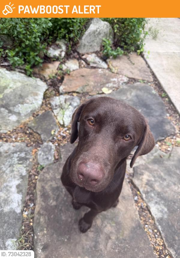 Found/Stray Male Dog last seen Nick A Jack Trail Head , Lookout Mountain, GA 30750