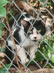 Found/Stray Unknown Cat last seen Grand Street, Orlando, FL 32805