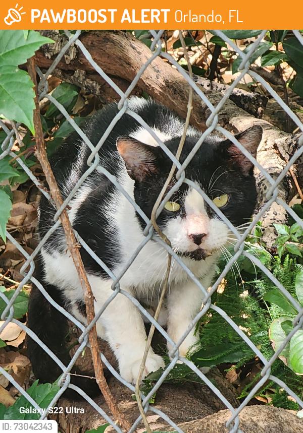 Found/Stray Unknown Cat last seen Grand Street, Orlando, FL 32805