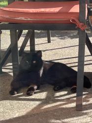 Found/Stray Male Cat last seen Tracey Lee Ct and Smithfield Dr off Holcomb Blvd, Oregon City, OR 97045