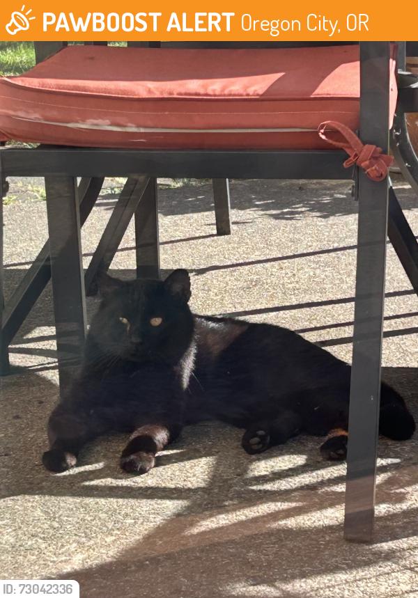 Found/Stray Male Cat last seen Tracey Lee Ct and Smithfield Dr off Holcomb Blvd, Oregon City, OR 97045