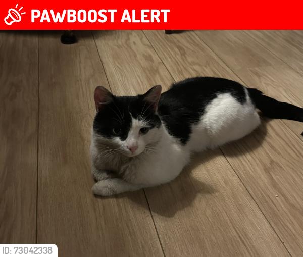 Lost Unknown Cat last seen St Dunstans Church, Stepney Green, England E1