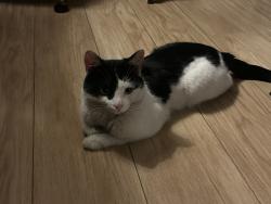 Lost Unknown Cat last seen St Dunstans Church, Stepney Green, England E1