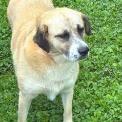 Shelter Stray Female Dog last seen , 4500 N Access Rd, Chattanooga, TN 37415, USA