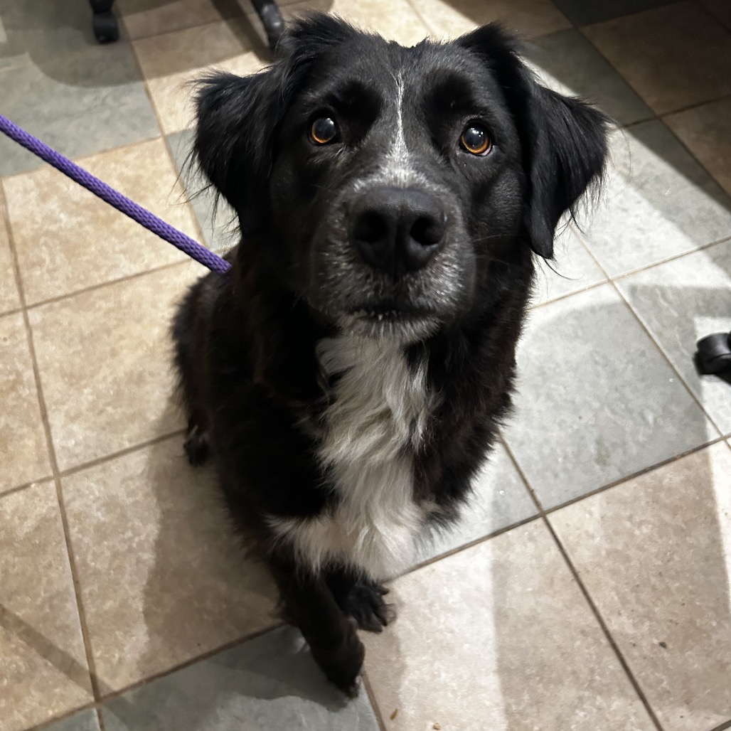 Shelter Stray Male Dog last seen , 4500 N Access Rd, Chattanooga, TN 37415, USA