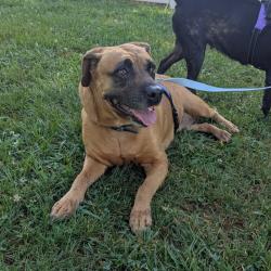 Shelter Stray Female Dog last seen , 328 Furman Hall Rd, Greenville, SC 29609, USA