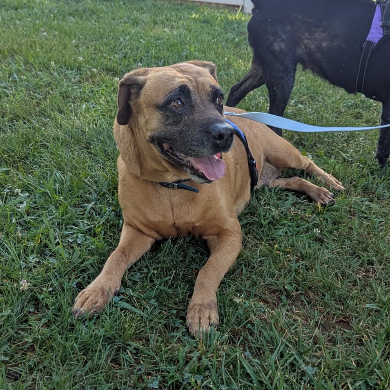Shelter Stray Female Dog last seen , 328 Furman Hall Rd, Greenville, SC 29609, USA