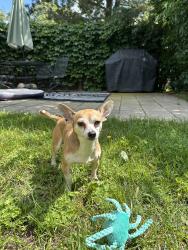 Found/Stray Male Dog last seen Corner of 34th St and Michael Ave in Wyoming, Wyoming, MI 49509