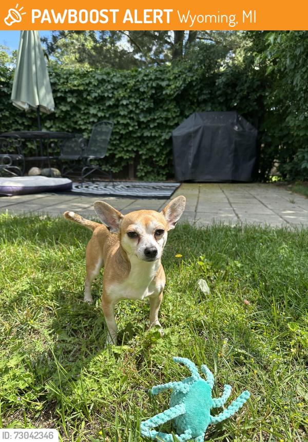 Found/Stray Male Dog last seen Corner of 34th St and Michael Ave in Wyoming, Wyoming, MI 49509