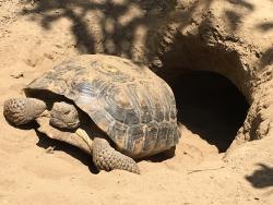 Lost Female Reptile last seen Duarte Road/ Broadland, between Buena Vista and Mountain Ave., Duarte, CA 91010