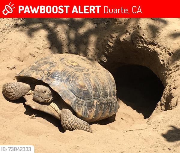 Lost Female Reptile last seen Duarte Road/ Broadland, between Buena Vista and Mountain Ave., Duarte, CA 91010