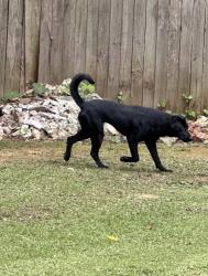 Lost Female Dog last seen Lucerne Drive, Spartanburg, SC 29306