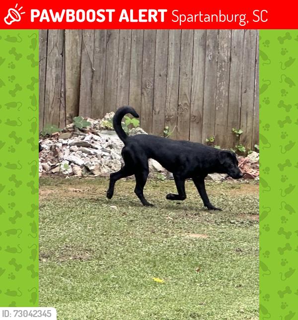 Lost Female Dog last seen Lucerne Drive, Spartanburg, SC 29306