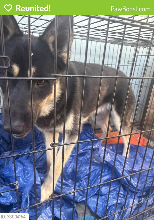 Reunited Male Dog last seen Sullivan and Cal view, San Jose, CA 95122
