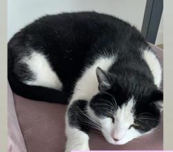 Lost Male Cat last seen Lampton park, Greater London, England TW3 4DJ