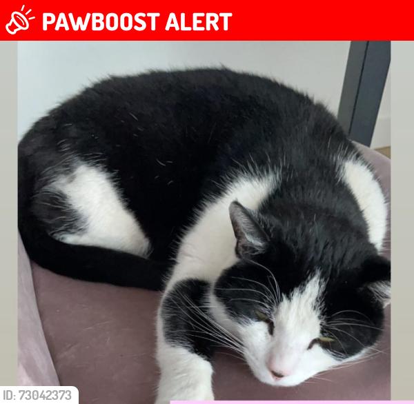 Lost Male Cat last seen Lampton park, Greater London, England TW3 4DJ