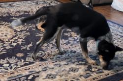 Lost Male Dog last seen Mill Creek Meadow, Grayson County, TX 75076