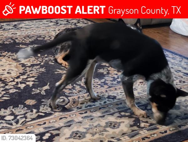 Lost Male Dog last seen Mill Creek Meadow, Grayson County, TX 75076