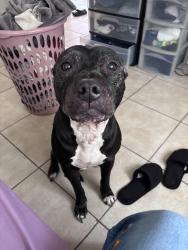 Reunited Female Dog last seen Off of N 15th Street by the little corner store, Tampa, FL 33610