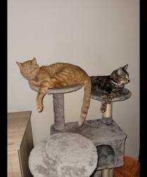 Lost Male Cat last seen Mainsforth cricket ground, County Durham, England DL17 9DQ