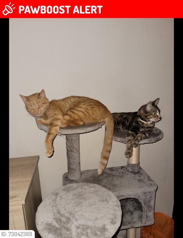 Lost Male Cat last seen Mainsforth cricket ground, County Durham, England DL17 9DQ