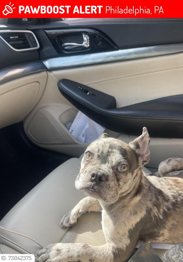 Lost Male Dog last seen Corner store , Philadelphia, PA 19149