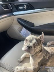 Lost Male Dog last seen Corner store , Philadelphia, PA 19149