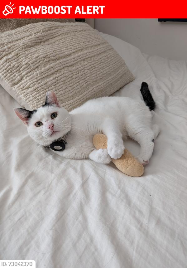 Lost Female Cat last seen Delmar, Avro, Sources, Pointe-Claire, QC H9R 6A1