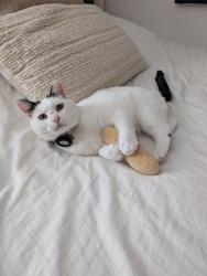 Lost Female Cat last seen Delmar, Avro, Sources, Pointe-Claire, QC H9R 6A1