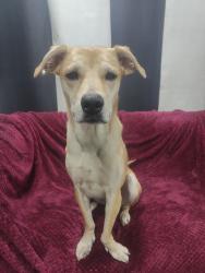 Lost Female Dog last seen Av X and Y, 21st and 22nd St, Brooklyn NY 11235, Brooklyn, NY 11235