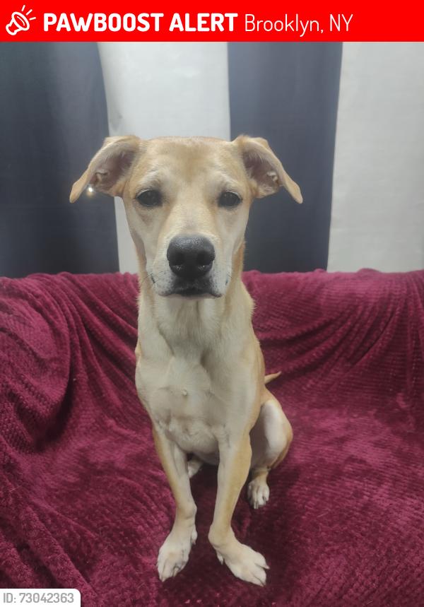 Lost Female Dog last seen Av X and Y, 21st and 22nd St, Brooklyn NY 11235, Brooklyn, NY 11235