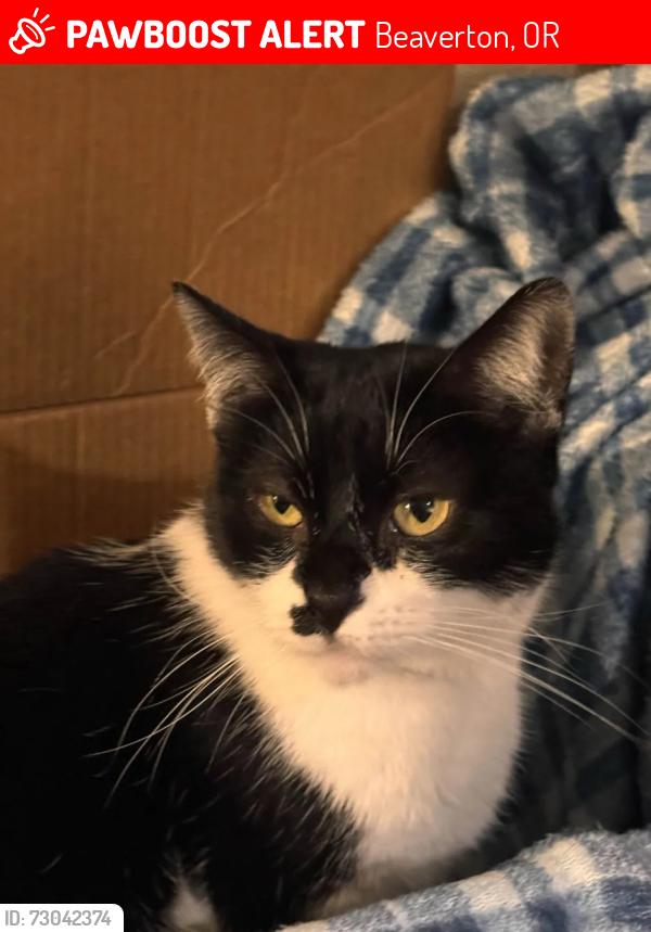 Lost Female Cat last seen Reedville Trail, Beaverton, OR 97006
