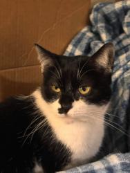 Lost Female Cat last seen Reedville Trail, Beaverton, OR 97006