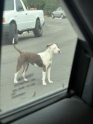 Found/Stray Female Dog last seen Page Street & Dwight Street, San Diego, CA 92115