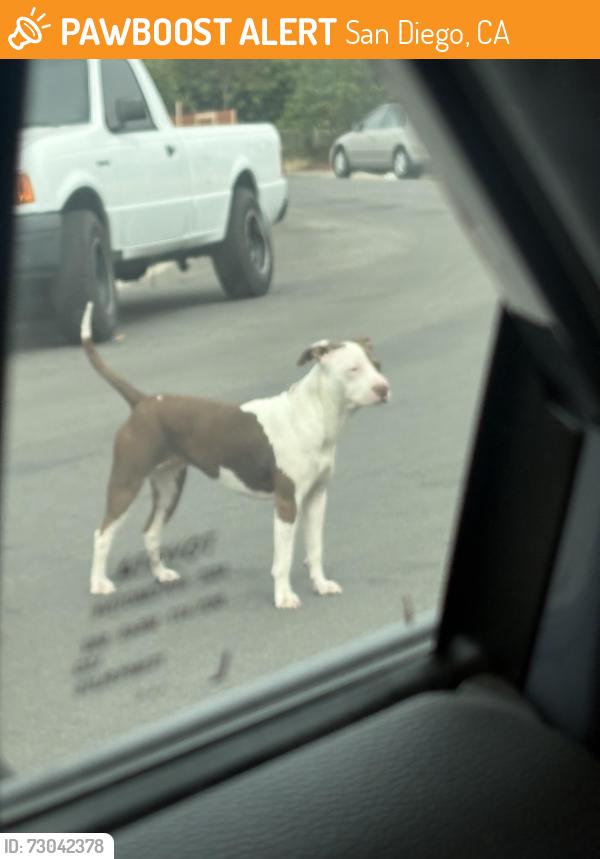Found/Stray Female Dog last seen Page Street & Dwight Street, San Diego, CA 92115