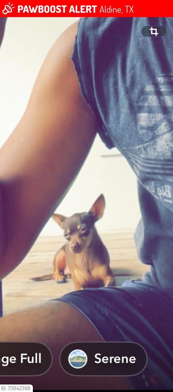 Lost Female Dog last seen Arline & west rd, Aldine, TX 77037