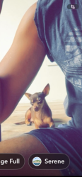 Lost Female Dog last seen Arline & west rd, Aldine, TX 77037