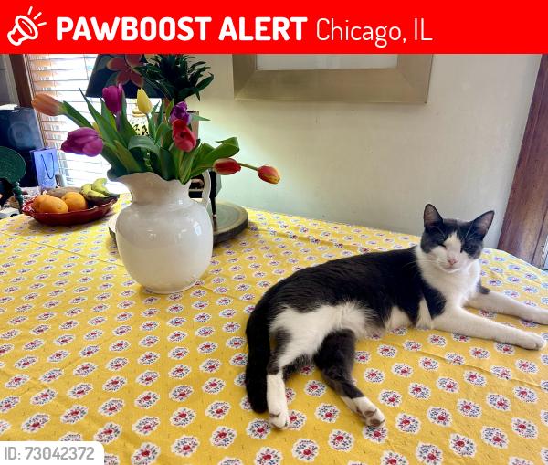 Lost Female Cat last seen Marshfield Ave & Diversey Ave, Chicago, IL 60614