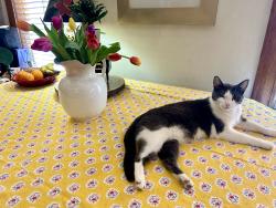 Lost Female Cat last seen Marshfield Ave & Diversey Ave, Chicago, IL 60614