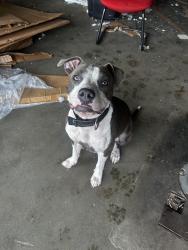 Found/Stray Female Dog last seen Fayetteville nc, Fayetteville, NC 28311