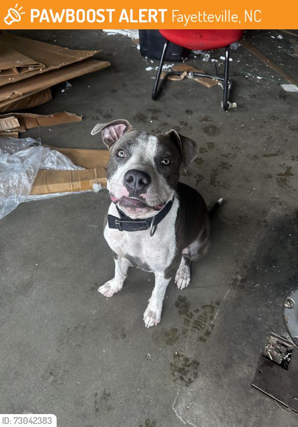 Found/Stray Female Dog last seen Fayetteville nc, Fayetteville, NC 28311