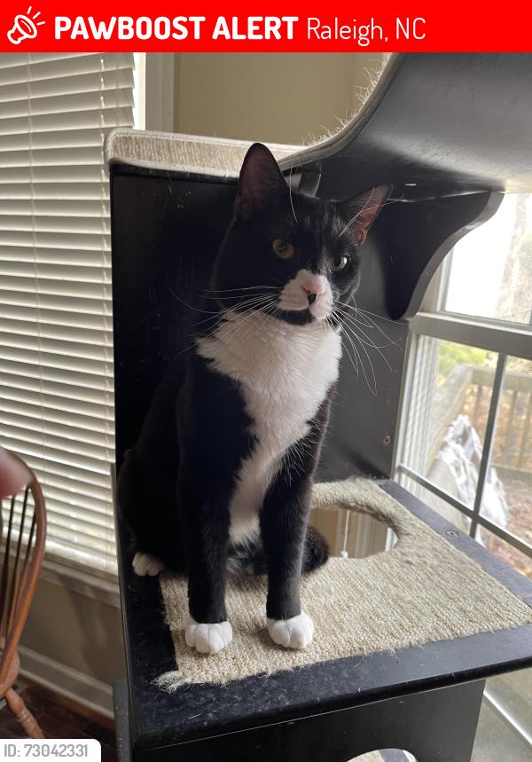 Lost Male Cat last seen Dunard Street, Raleigh NC, Raleigh, NC 27614