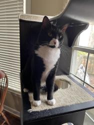 Lost Male Cat last seen Dunard Street, Raleigh NC, Raleigh, NC 27614