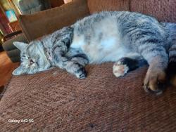 Lost Female Cat last seen Near staunton turnpike walker wv, Walker, WV 26180